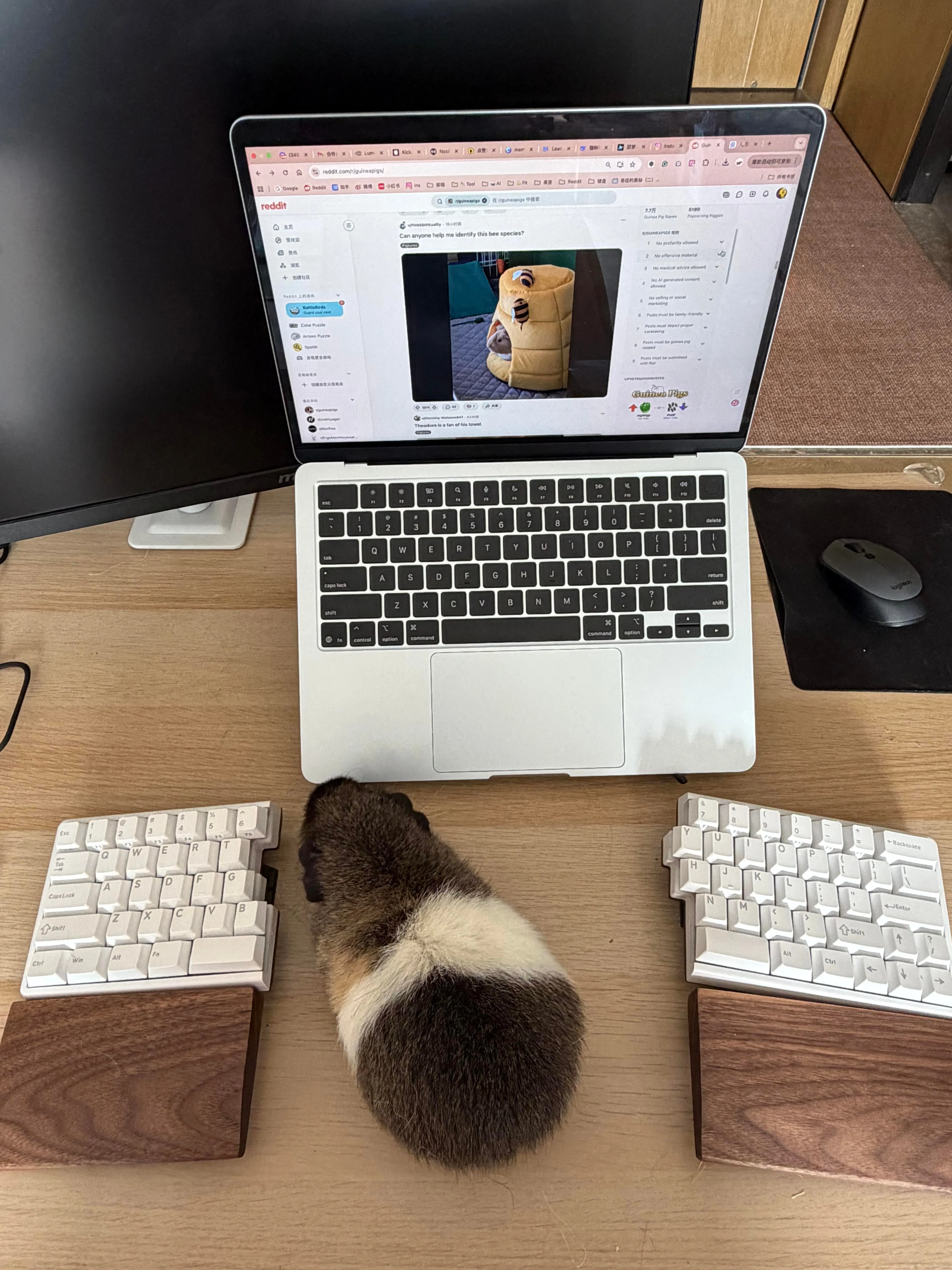 Nocfreeとモルモットのセットアップ